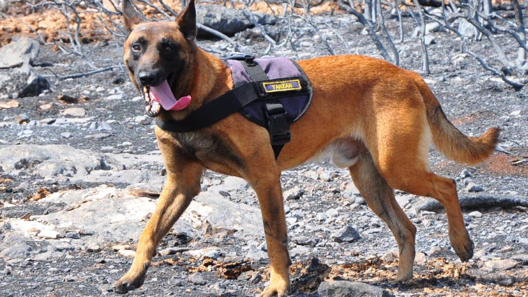 Kabus 23 saat sürmüştü: Sabotaj şüphesini 'Tarzan' çözecek 9